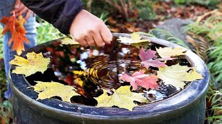The final floating flowers of the year 🍁