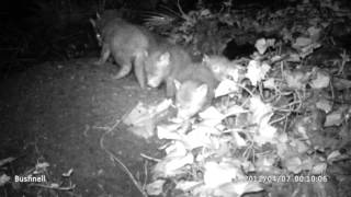 Fox cubs emerge for first time HD