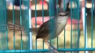 Burung Ciblek Gunung  Ngeroll Panjang Imoet Cpt Indra W Di Omkicau Com
