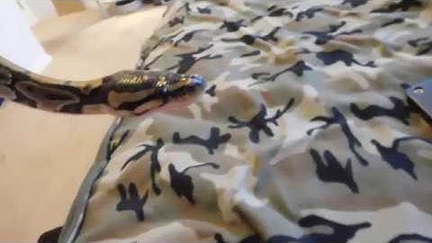 Introducing my Ball Python...