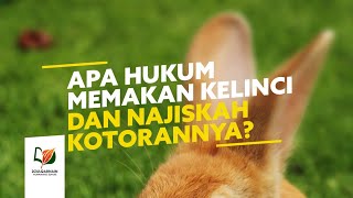 Bolehkah Memakan Kelinci dan Najiskah Kotorannya?