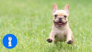 Funny French Bulldogs Compilation // TRY NOT TO LAUGH!!