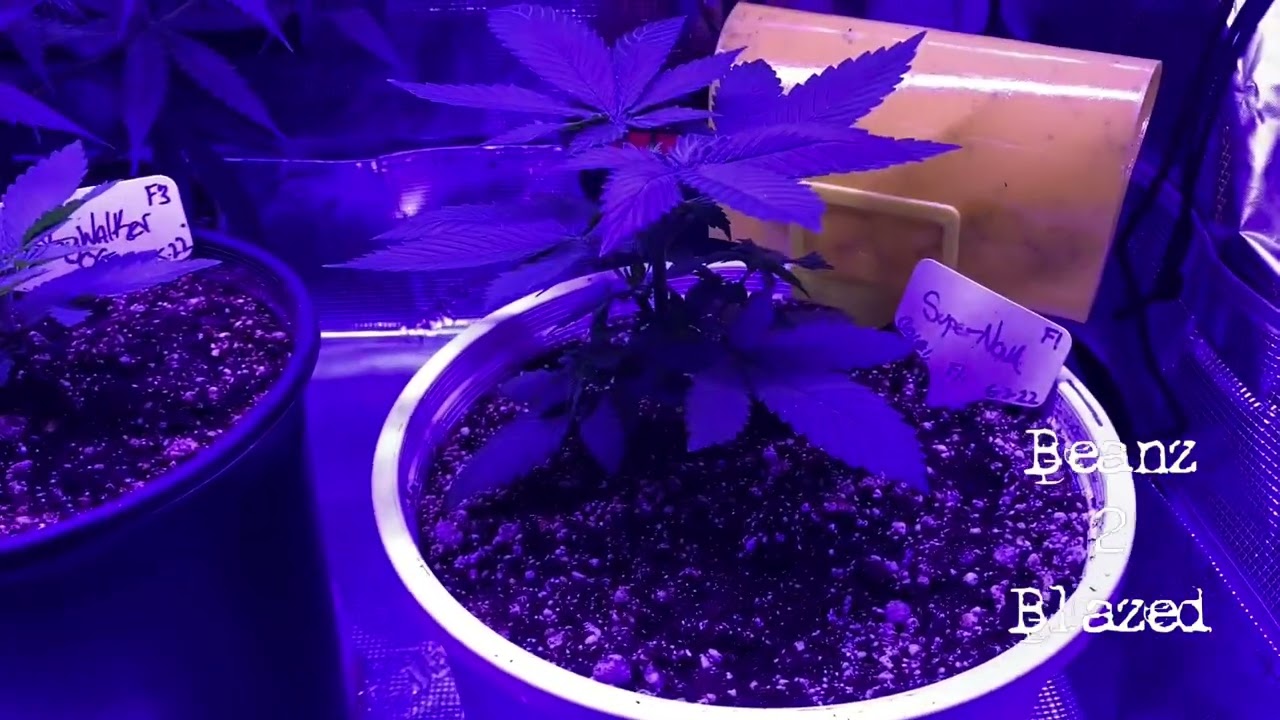 Lotus nutrient’s after first feeding!!! WOW!!! 