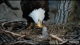 Decorah Hatchery Eagles~ HM Feeds DH2 First Meal of The Day-Closeup Feeding_4\/10\/23