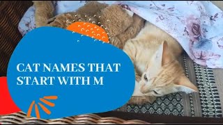 100+ Cat Names Starting with M That You'll Love (Female & Male) by Oh My Cat 206 views 1 year ago 3 minutes, 36 seconds