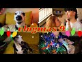 🎄VLOGMAS 9🎄 ¡ARMAMOS EL ARBOLITO DE NAVIDAD!