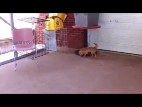 puppy paradise Furkids/Small Dog Rescue - Honeydew