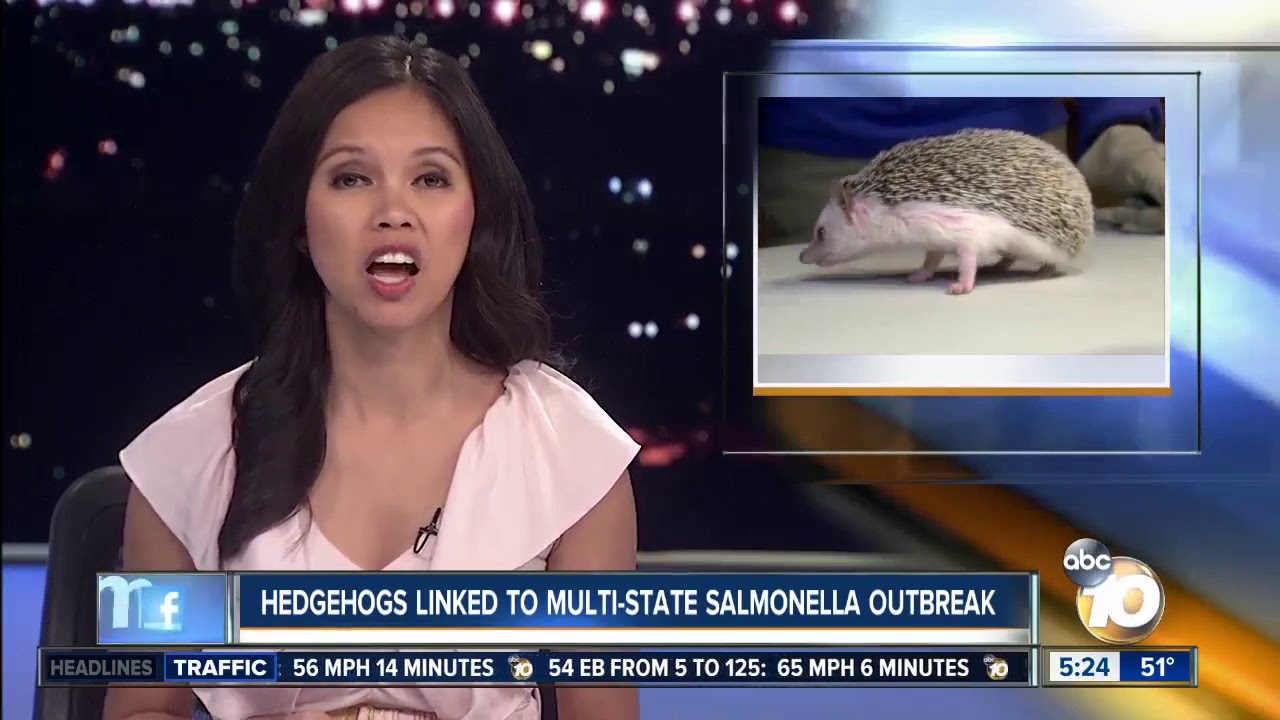 Salmonella outbreak linked to hedgehogs - YouTube