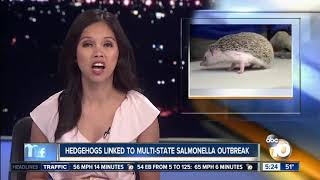 Salmonella outbreak linked to hedgehogs - YouTube