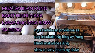 DAHILAN KUNG BAKIT HINDI MAKALABAS ANG SISIW SA ITLOG