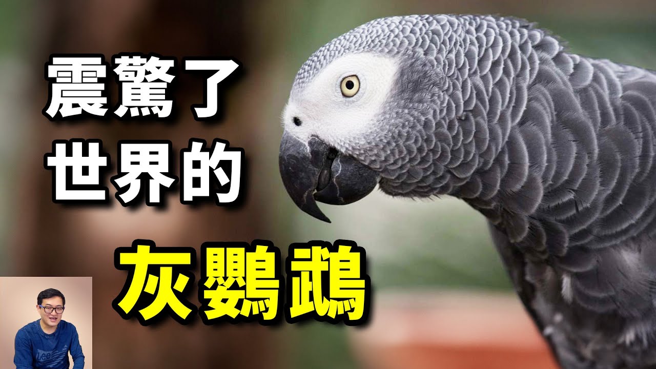 這隻鸚鵡到底說了什麼？竟然讓科學界如此關注！史上最聰明的鳥——非洲灰鸚鵡Alex，動物界的奇跡！【老肉雜談】#動物 #寵物 #鳥 #鸚鵡 #parrot
