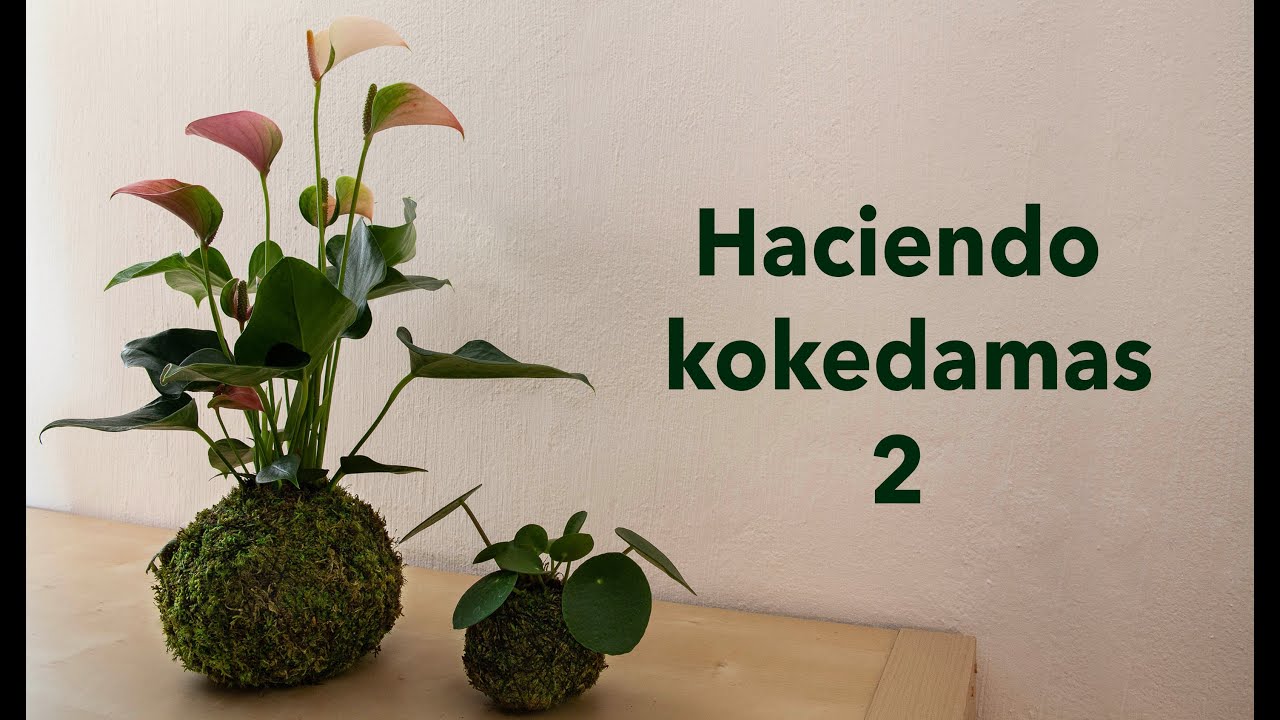 Haciendo Kokedamas 2  I  Kokedama anturio y pilea