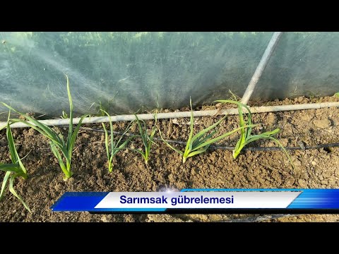 Video: Sarımsak Bitki Gübresi - Sarımsak Ne Zaman ve Nasıl Gübrelenir