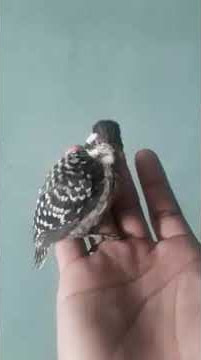 Suara anakan Burung Pelatuk Sampit Gacoorr