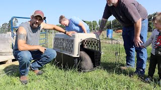 They're Back!  Idaho Pasture Pigs return to the homestead.