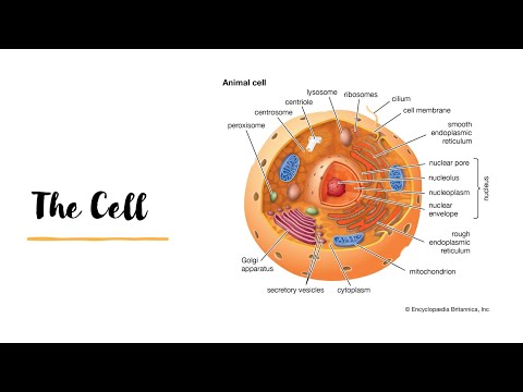 GCE AL Biology I The Cell I in English