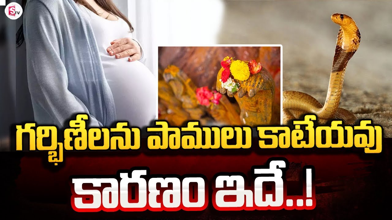 గర్భీణీలను పాములుకాటేయవుSnakes Do Not Bite Pregnant Women