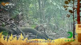 《秘境之眼》 黑领噪鹛 20230727| CCTV