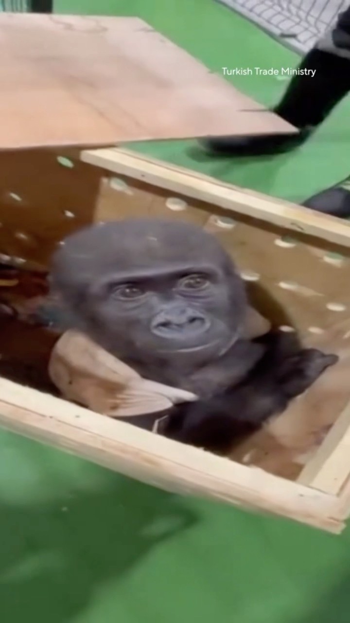 Baby gorilla rescued from smuggling #shorts