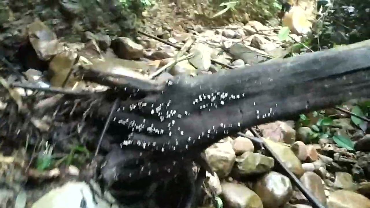 E'kung/ Bamboo shoot.