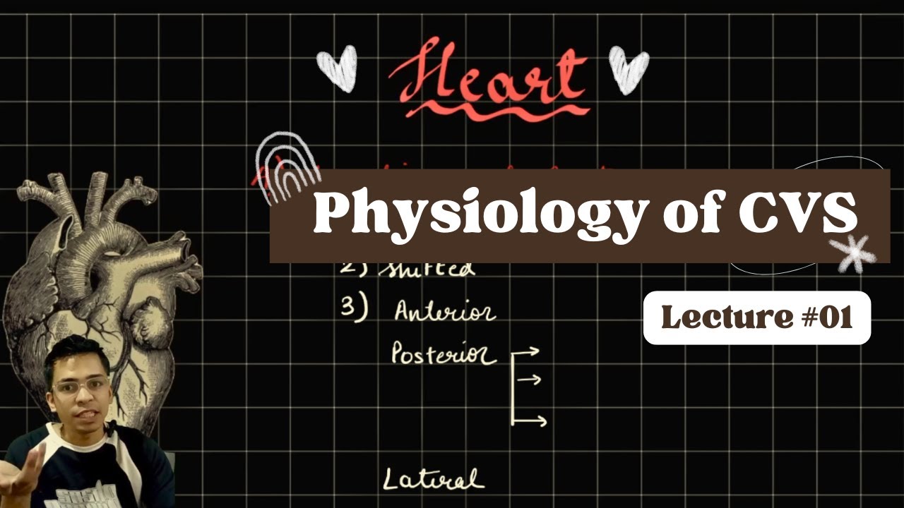 Cardiovascular System Intro: Heart Structure, Layers & valves + Blood vessels and their functions