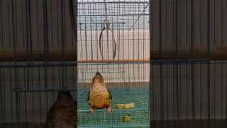 Ruby opening door #pinpleconure #funy #openingdoor #petsworld #shorts #ytshorts #youtubeshorts