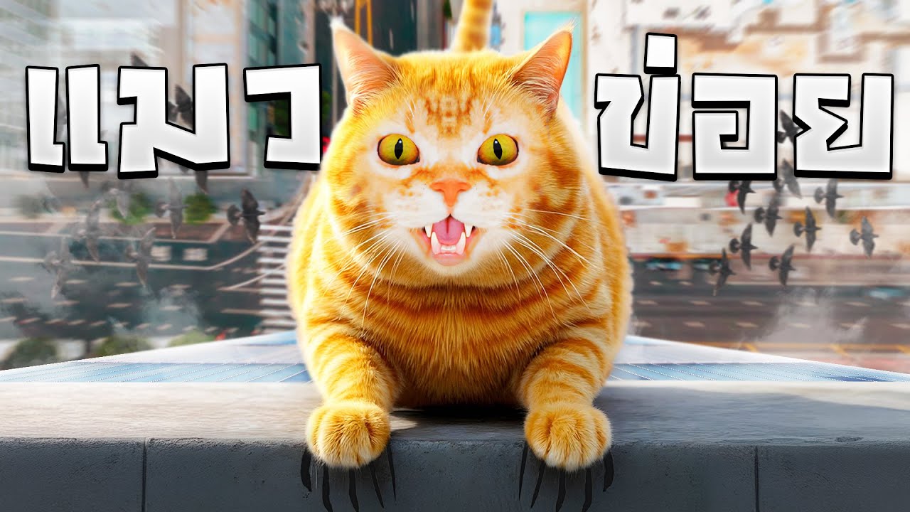 เเมวข่อย 9 ชีวิตไม่มีวันตาย !!! ตกจากตึกสูง 100 ชั้น