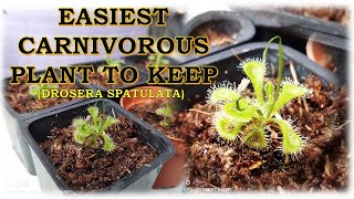 REPOTTING MY CARNIVOROUS PLANT (DROSERA SPATULATA) | DESERT DIARY