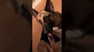 dog licking her foot