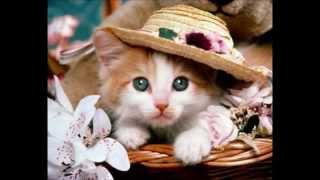 The Sweetest Cats in the World