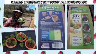 Growing your garden on a budget Dollar Tree expanding soil Planting strawberry plants at a discount