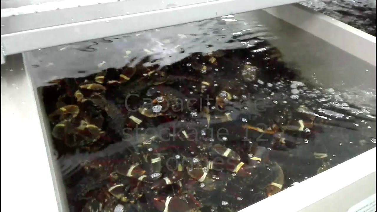 France.Aquaculture.Crustacés. 2019.Viviers industriels en circuit fermé.