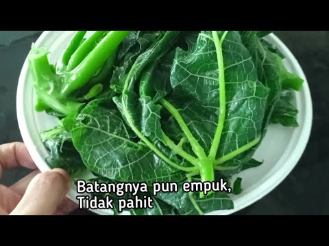 Cara Merebus Daun Pepaya Supaya Nggak Pahit