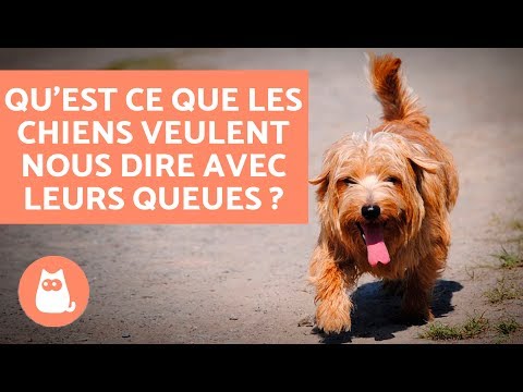 Vidéo: Quel est le problème avec la queue de mon chien?