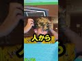 俺のOGレアの「Meowl」が…