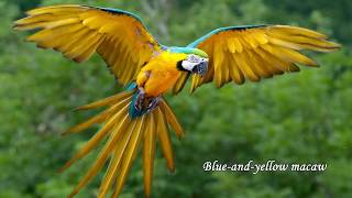 Most beautiful birds