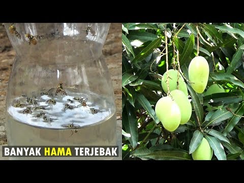 Video: Apakah lalat buah menggigit?