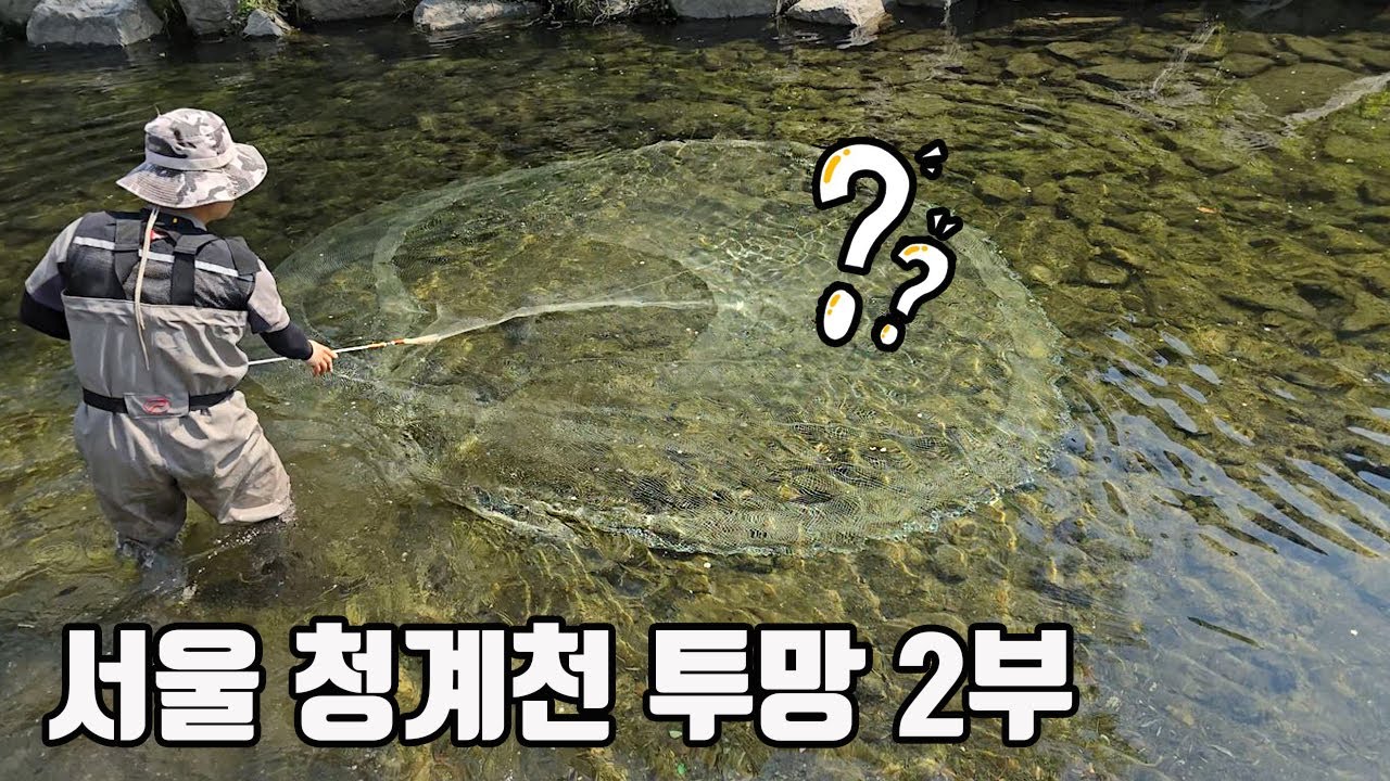 만든지 20년된 서울 청계천엔 어떤 물고기가 살고 있을까? 사이즈가 미쳤다 ㄷㄷ