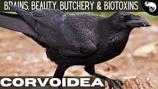 Crows, Ravens, Magpies  Murder, Manipulation, & Poison