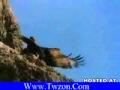 نسر يصطاد خروف ويطير بيه شى لا يصدقه عقل نسر يصطاد خروف ويطير بيه شى لا يصدقه عقل