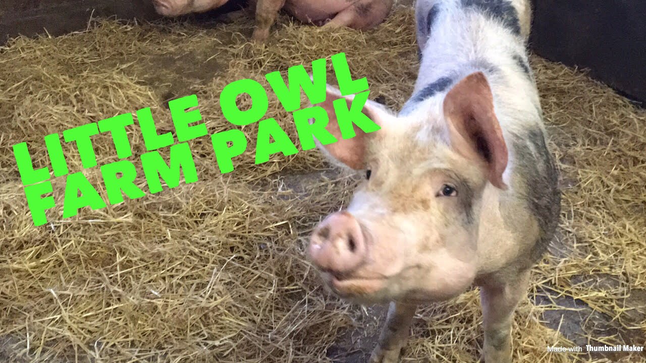 Little Owl Animal Farm Park Farm Family Day Out Worcestershire