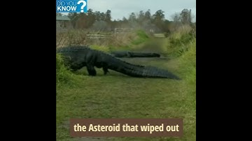 The Largest Crocodile, I have ever seen😱, Its so Massive !😶, #shorts #Crocodile
