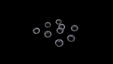 Using Blob Mesh for Cell Dividing