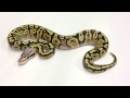 Morphs 101 - Advent Day 19 (Firefly GHI)