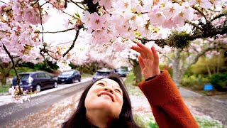 Secrete Cherry Blossom Spot in Seattle WA (21st Ave E between E Aloha Street)