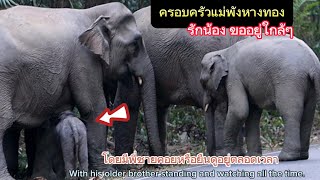 Ep 529 อย่างหวง..!! แม่พังหางทองให้พี่ดูแลน้องแล้ว #wildlife #เขาใหญ่#ช้างป่า #elephant #news#ช้าง