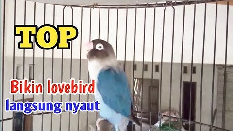 Suara lovebird ngekek panjang TOP bikin labet lain bunyi, dengar sebentar lovebird lain pasti nyaut