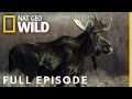 Super moose full episode  america the wild