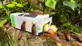 Gieße Das In Einen Milchkarton Alle Schnecken Weg In Nur Einer Nacht