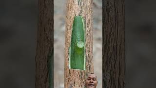 easy grafting mango techniques #shorts #shortsviral #bonsai